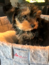 Toy Male Yorkie Charlie