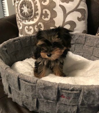 Teacup Male Yorkie Rocky