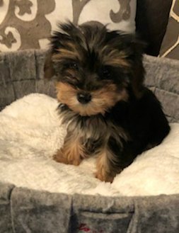 Teacup Male Yorkie Cooper