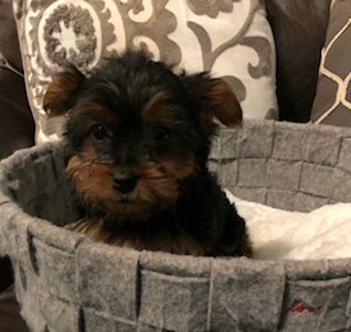 Toy Male Yorkie Sooner