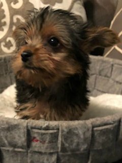 Teacup Male Yorkie George