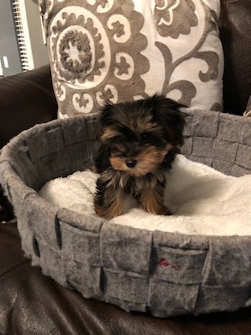 Micro Mini Male Yorkie Biscuit
