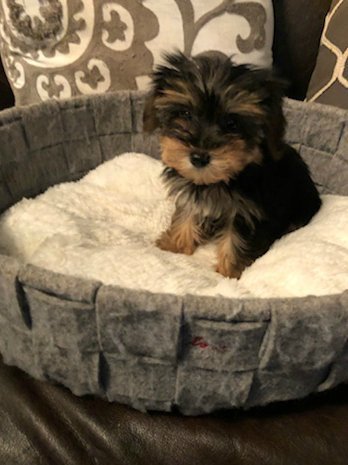 Micro Mini Female Yorkie Peanut