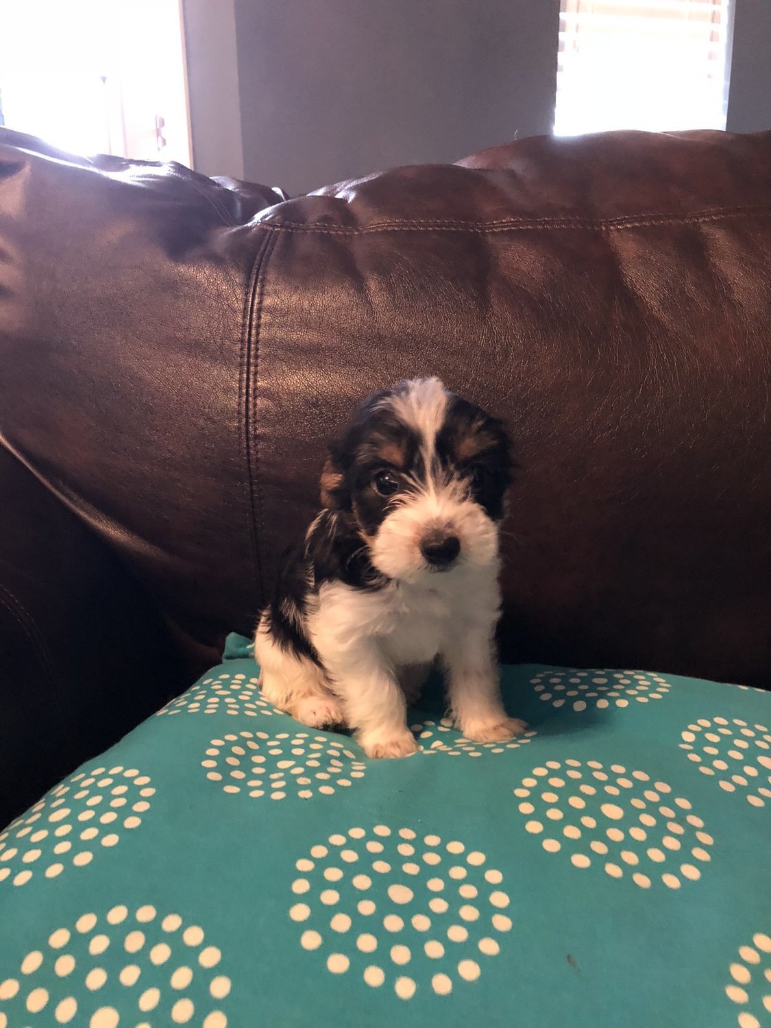 Teacup Male Parti Yorkie Frosty