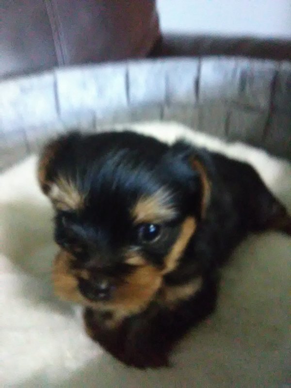 XMAS 8th of Dec - Micro Mini Male Yorkie Duke