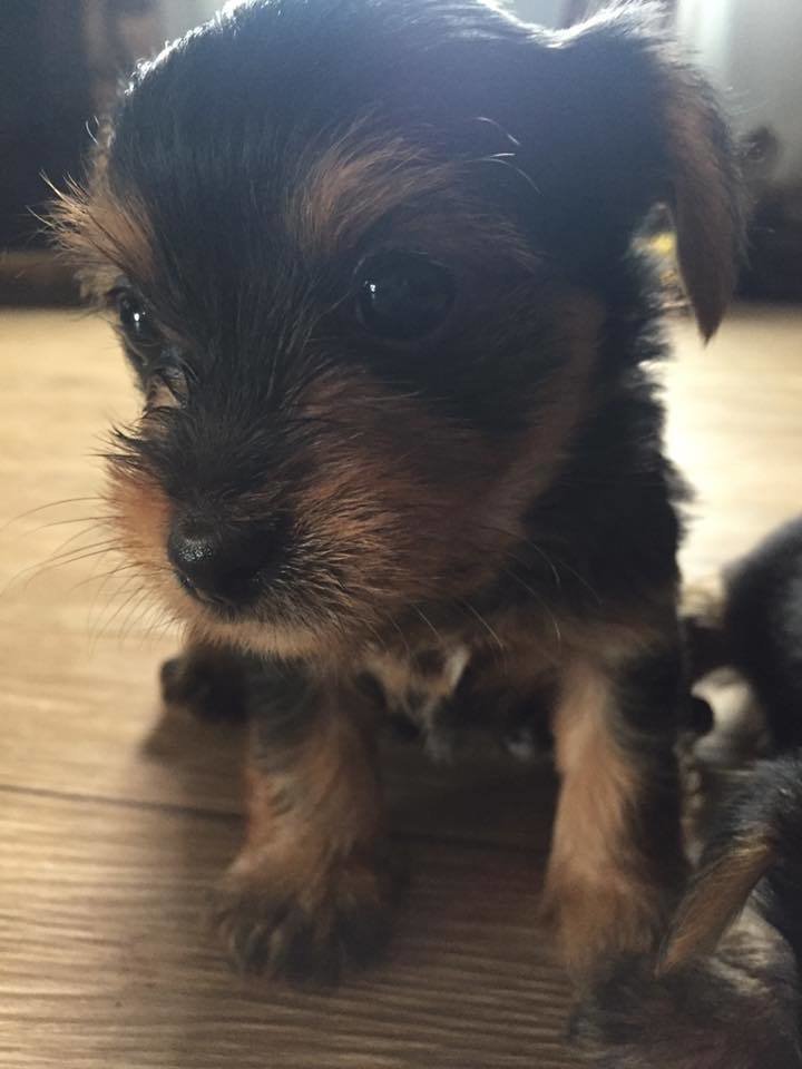 XMAS 4th of Dec Teacup Male Yorkie Murphy XMAS 4th of Dec Teacup Male Yorkie Murphy