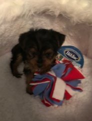 XMAS 17th of Dec - Micro Mini Male Yorkie Cooper
