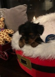 XMAS 17th of Dec Micro Mini Male Yorkie Rocky XMAS 17th of Dec Micro Mini Male Yorkie Rocky