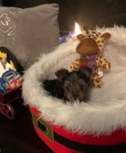 XMAS 19th of Dec - Micro Mini Male Yorkie Pauly