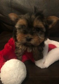 XMAS 4th of Dec - Teacup Female Yorkie Angel