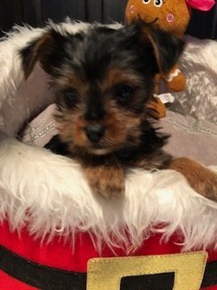 Micro Mini Female Yorkie Joy