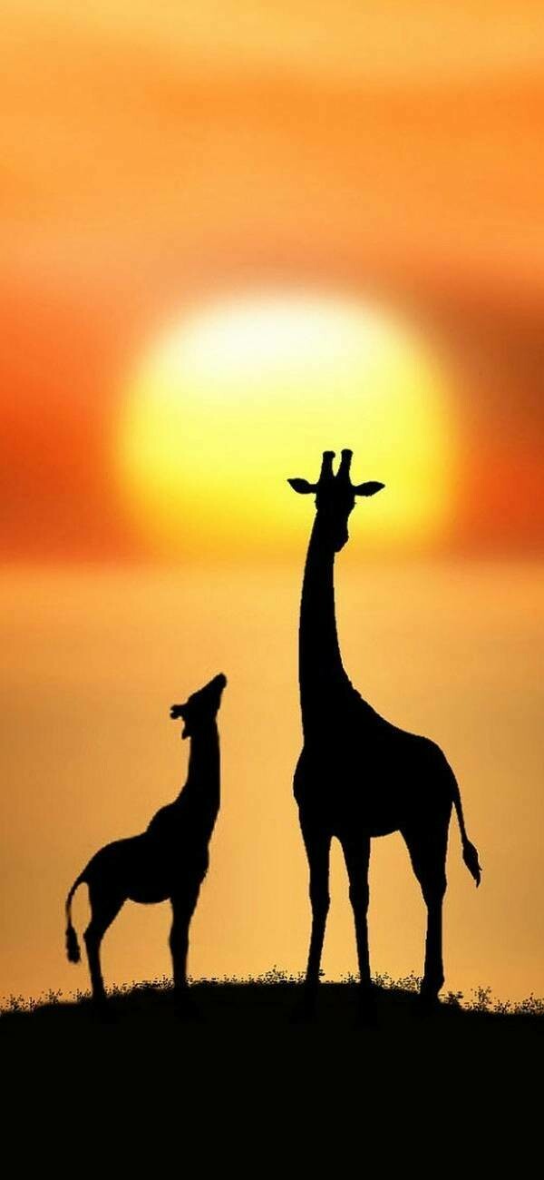 African Giraffe - Full Drill Diamond Painting - Specially ordered for you. Delivery is approximately 4 - 6 weeks.