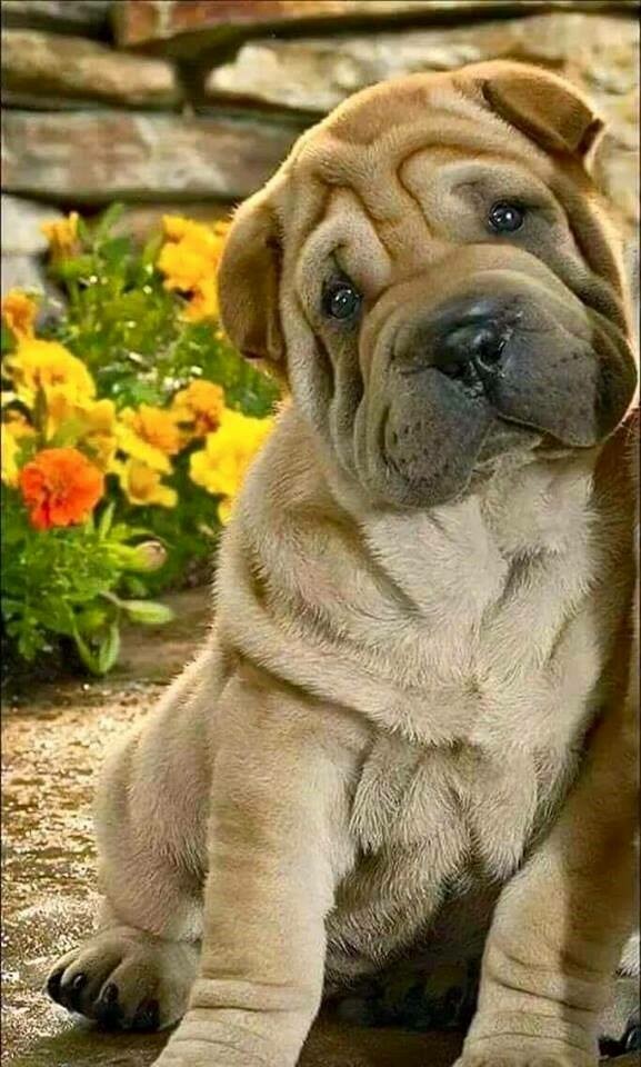 Cute Puppy 02 - Full Drill Diamond Painting - Specially ordered for you. Delivery is approximately 4 - 6 weeks.