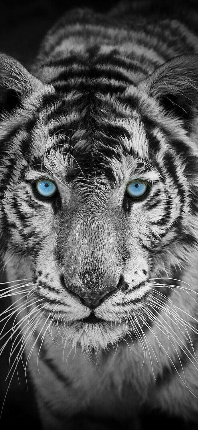 Black And White Tiger Blue Eyes - Full Drill Diamond Painting - Specially ordered for you. Delivery is approximately 4 - 6 weeks.