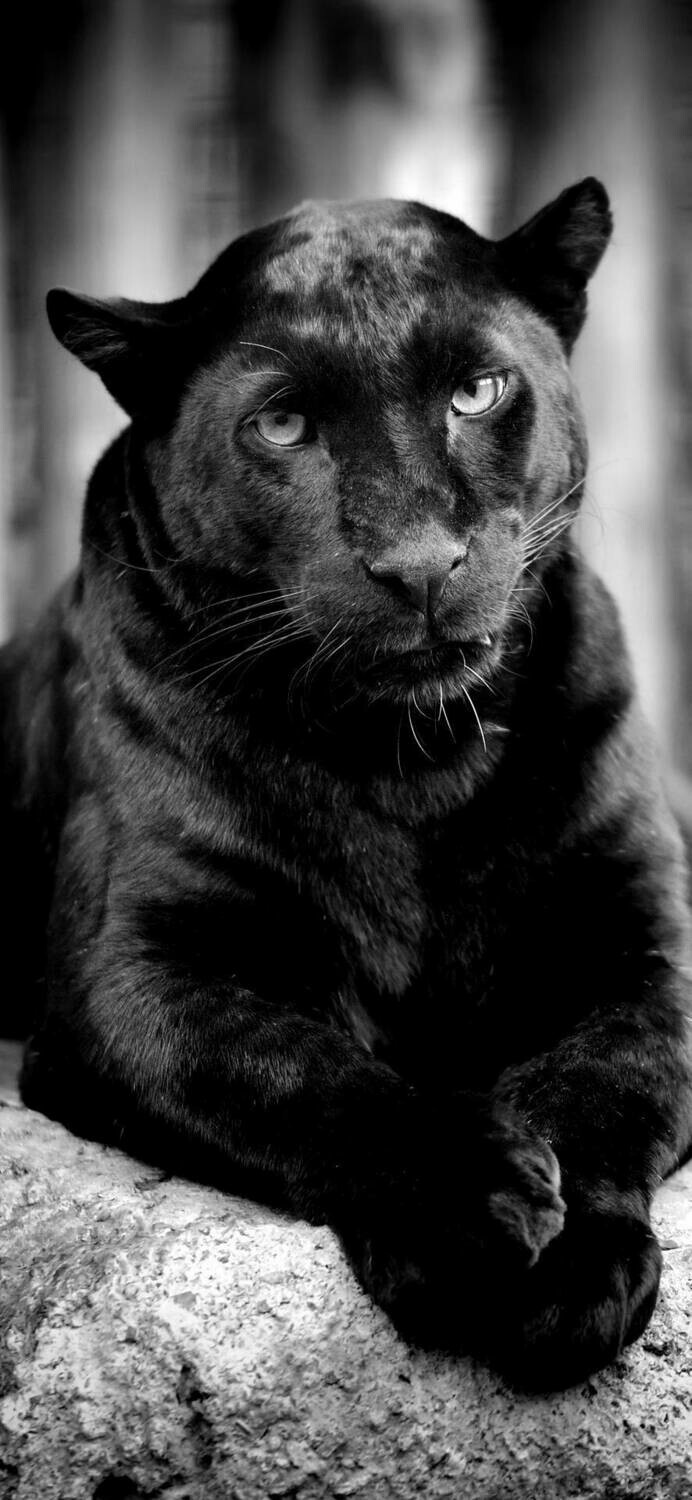 Black Panther 02 - Full Drill Diamond Painting - Specially ordered for you. Delivery is approximately 4 - 6 weeks.