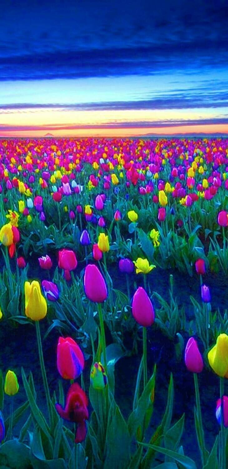 Bright Tulips - Full Drill Diamond Painting - Specially ordered for you. Delivery is approximately 4 - 6 weeks.