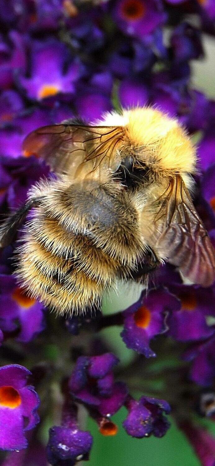 Bumblebee 01 - Full Drill Diamond Painting - Specially ordered for you. Delivery is approximately 4 - 6 weeks.