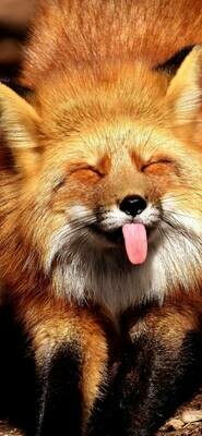 Cheeky Fox - Full Drill Diamond Painting - Specially ordered for you. Delivery is approximately 4 - 6 weeks.