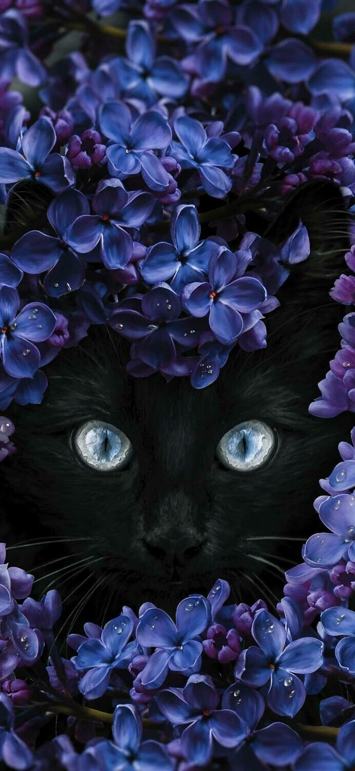 Cat In Purple Flowers  - Full Drill Diamond Painting - Specially ordered for you. Delivery is approximately 4 - 6 weeks.