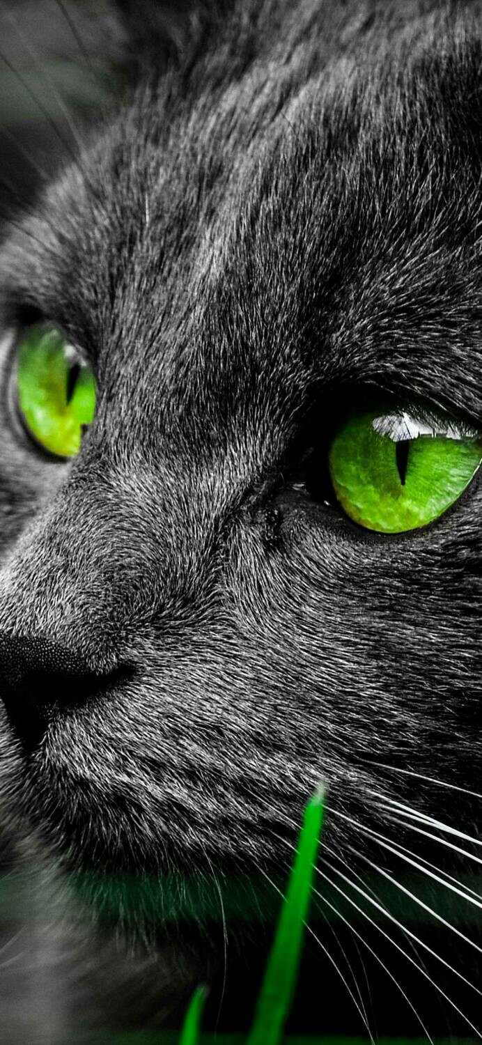 Cat With Green Eyes - Full Drill Diamond Painting - Specially ordered for you. Delivery is approximately 4 - 6 weeks.