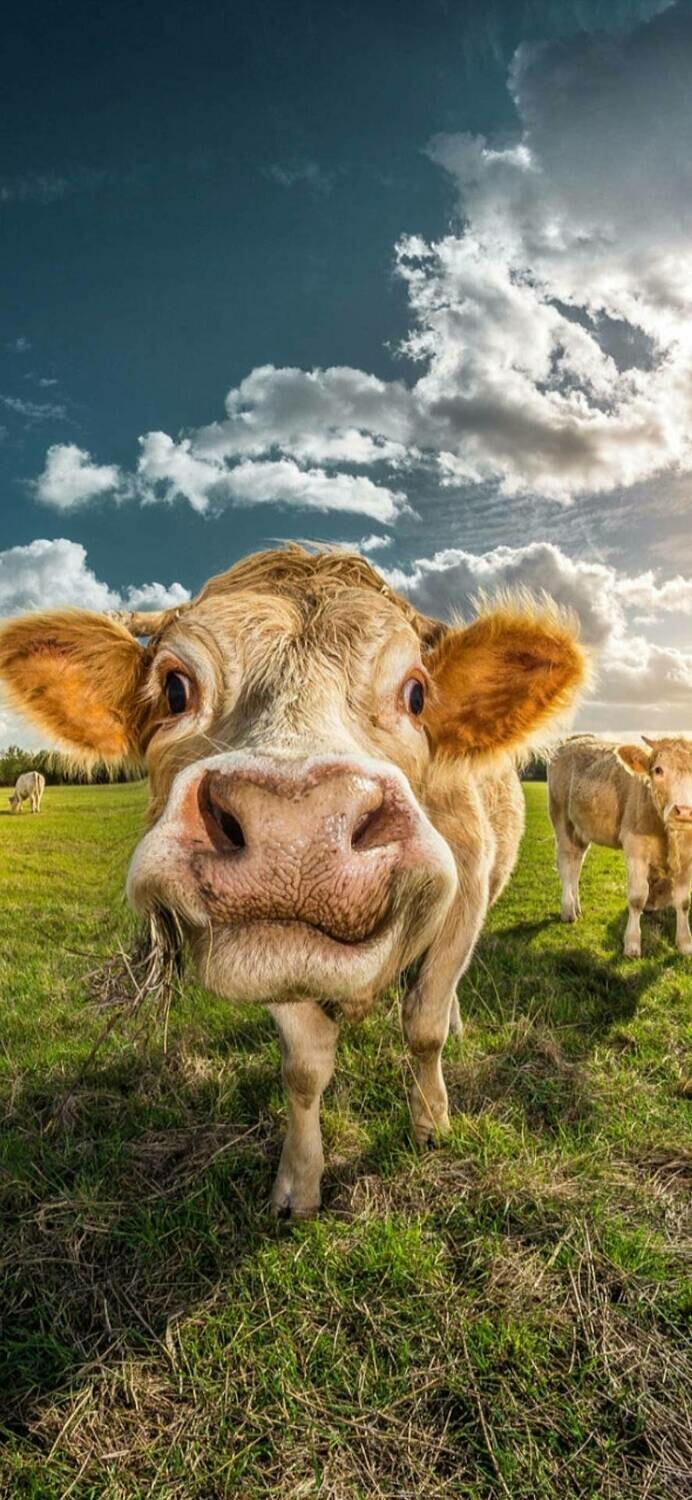 Cow Smile - Full Drill Diamond Painting - Specially ordered for you. Delivery is approximately 4 - 6 weeks.