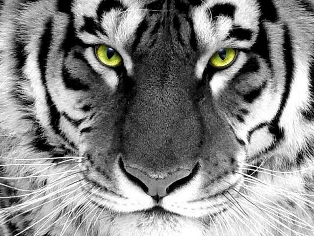 Close Black And White Tiger - Full Drill Diamond Painting - Specially ordered for you. Delivery is approximately 4 - 6 weeks.