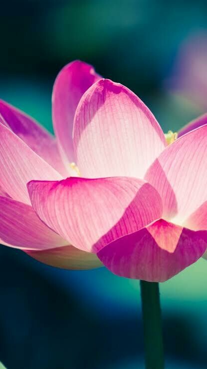 Lotus 2 - Full Drill Diamond Painting - Specially ordered for you. Delivery is approximately 4 - 6 weeks.