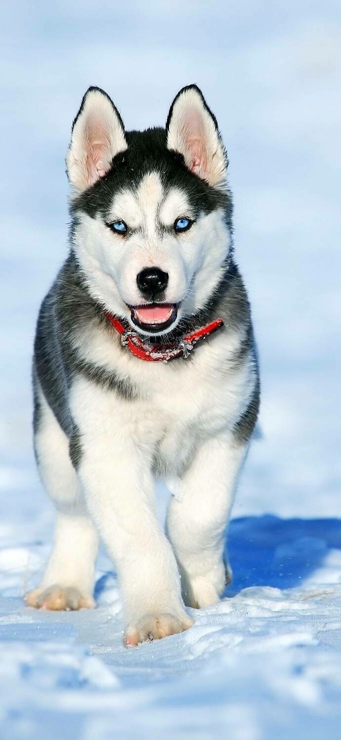 Husky  - Full Drill Diamond Painting - Specially ordered for you. Delivery is approximately 4 - 6 weeks.