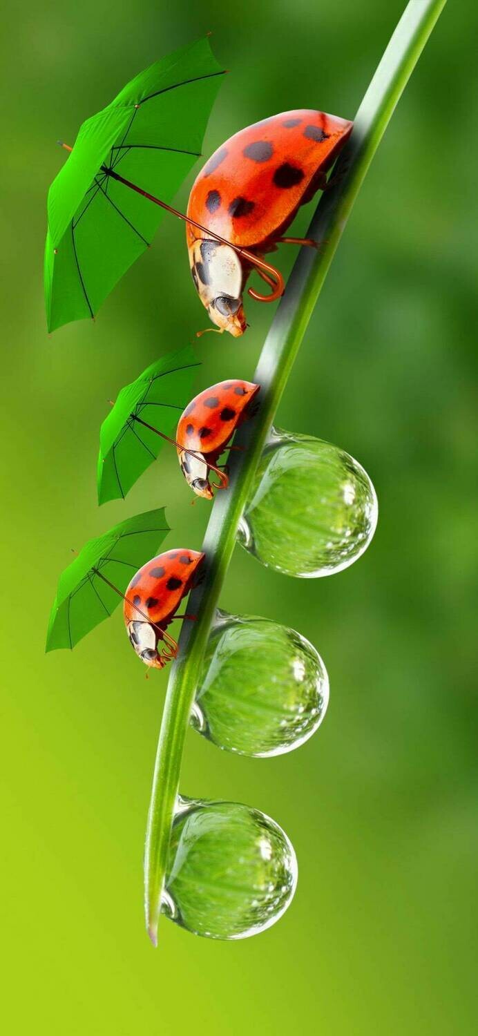 Ladybug 02 - Full Drill Diamond Painting - Specially ordered for you. Delivery is approximately 4 - 6 weeks.