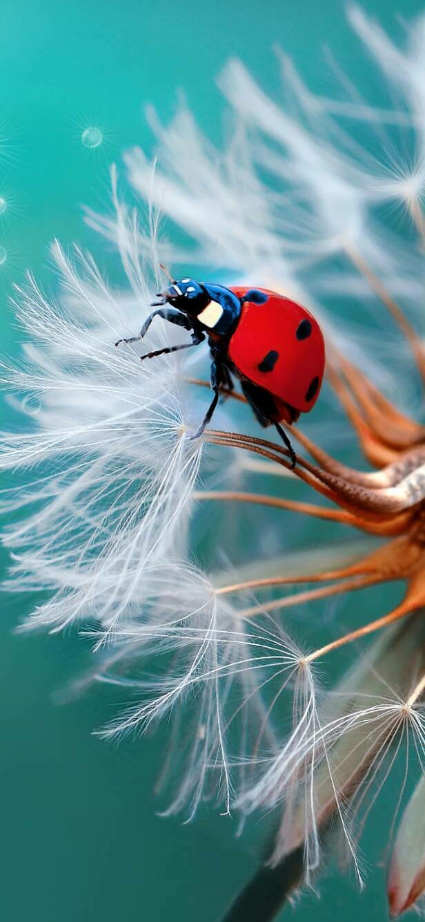 Ladybug 01 - Full Drill Diamond Painting - Specially ordered for you. Delivery is approximately 4 - 6 weeks.