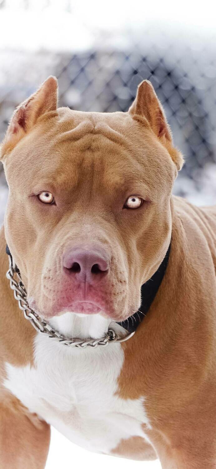 Pitbull - Full Drill Diamond Painting - Specially ordered for you. Delivery is approximately 4 - 6 weeks.