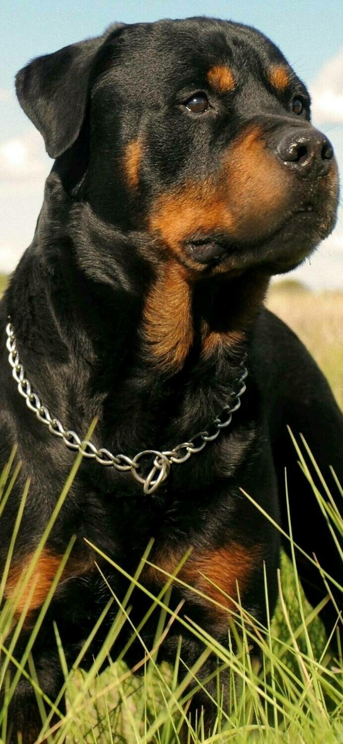 Rottweiler 02 - Full Drill Diamond Painting - Specially ordered for you. Delivery is approximately 4 - 6 weeks.