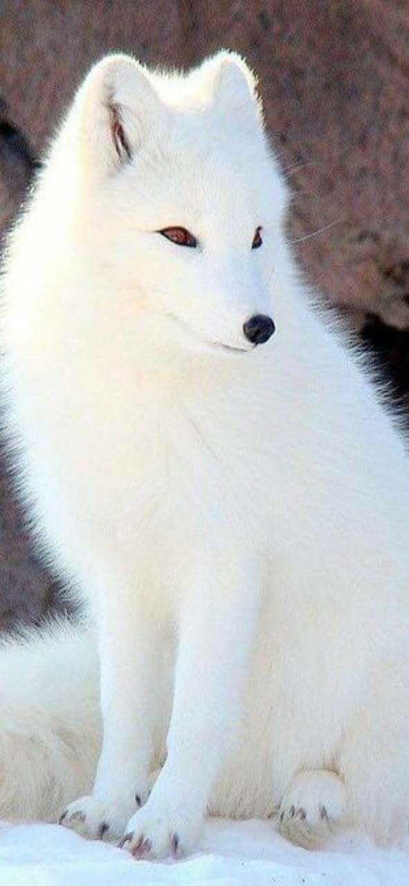 White Fox - Full Drill Diamond Painting - Specially ordered for you. Delivery is approximately 4 - 6 weeks.