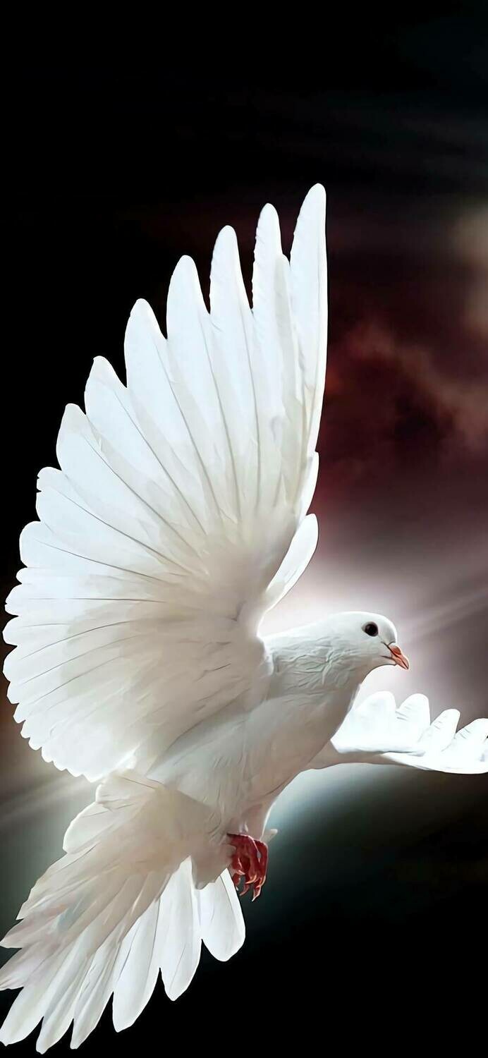 White Bird - Full Drill Diamond Painting - Specially ordered for you. Delivery is approximately 4 - 6 weeks.