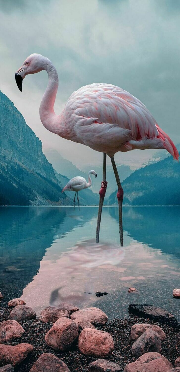 Flamingos In Water- Full Drill Diamond Painting - Specially ordered for you. Delivery is approximately 4 - 6 weeks.