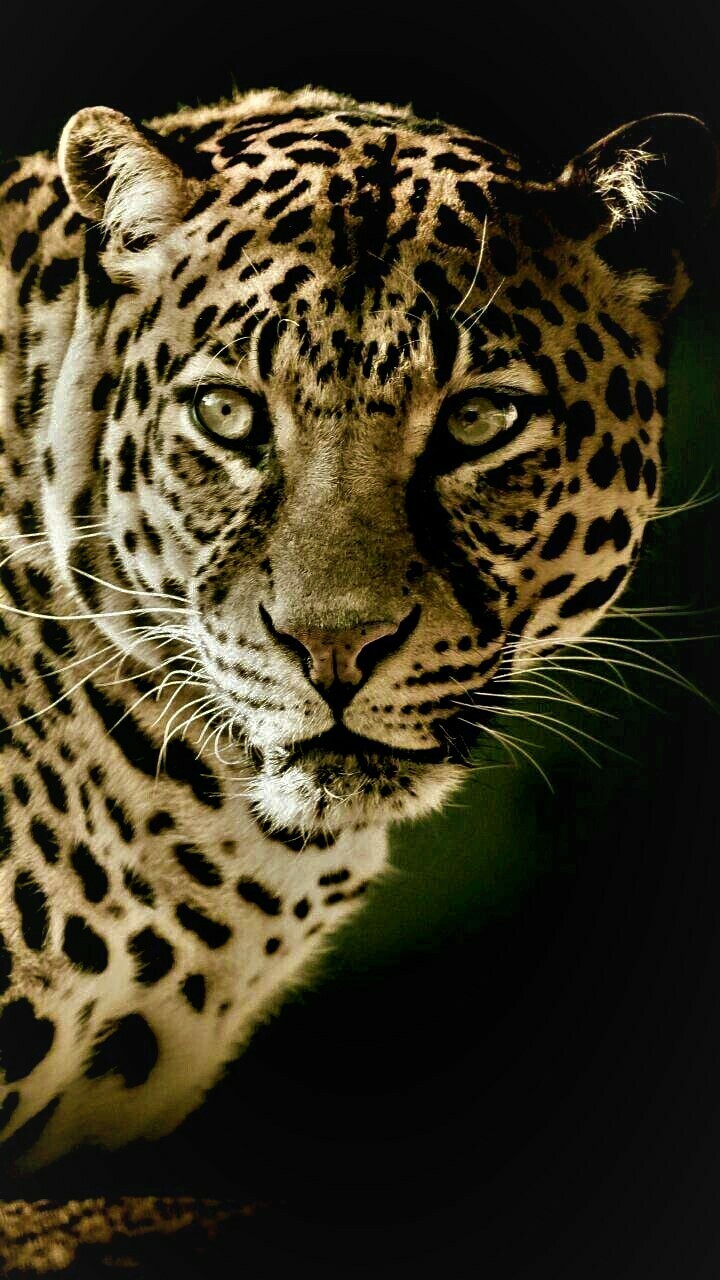 Stunning Leopard  - Full Drill Diamond Painting - Specially ordered for you. Delivery is approximately 4 - 6 weeks.