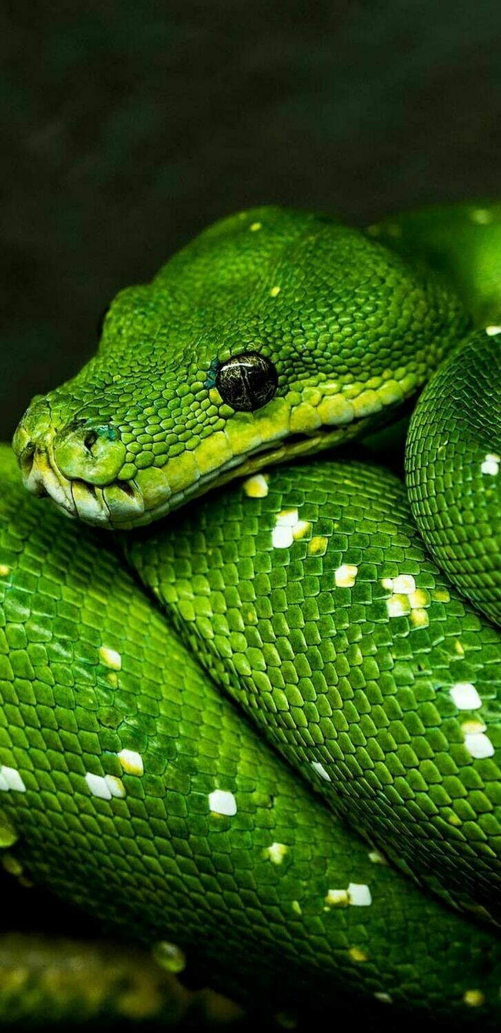 Green Tree Snake  - Full Drill Diamond Painting - Specially ordered for you. Delivery is approximately 4 - 6 weeks.