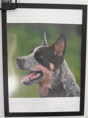 Blue Heeler 50 x 50cm round drills - completed by Dianne Vernon