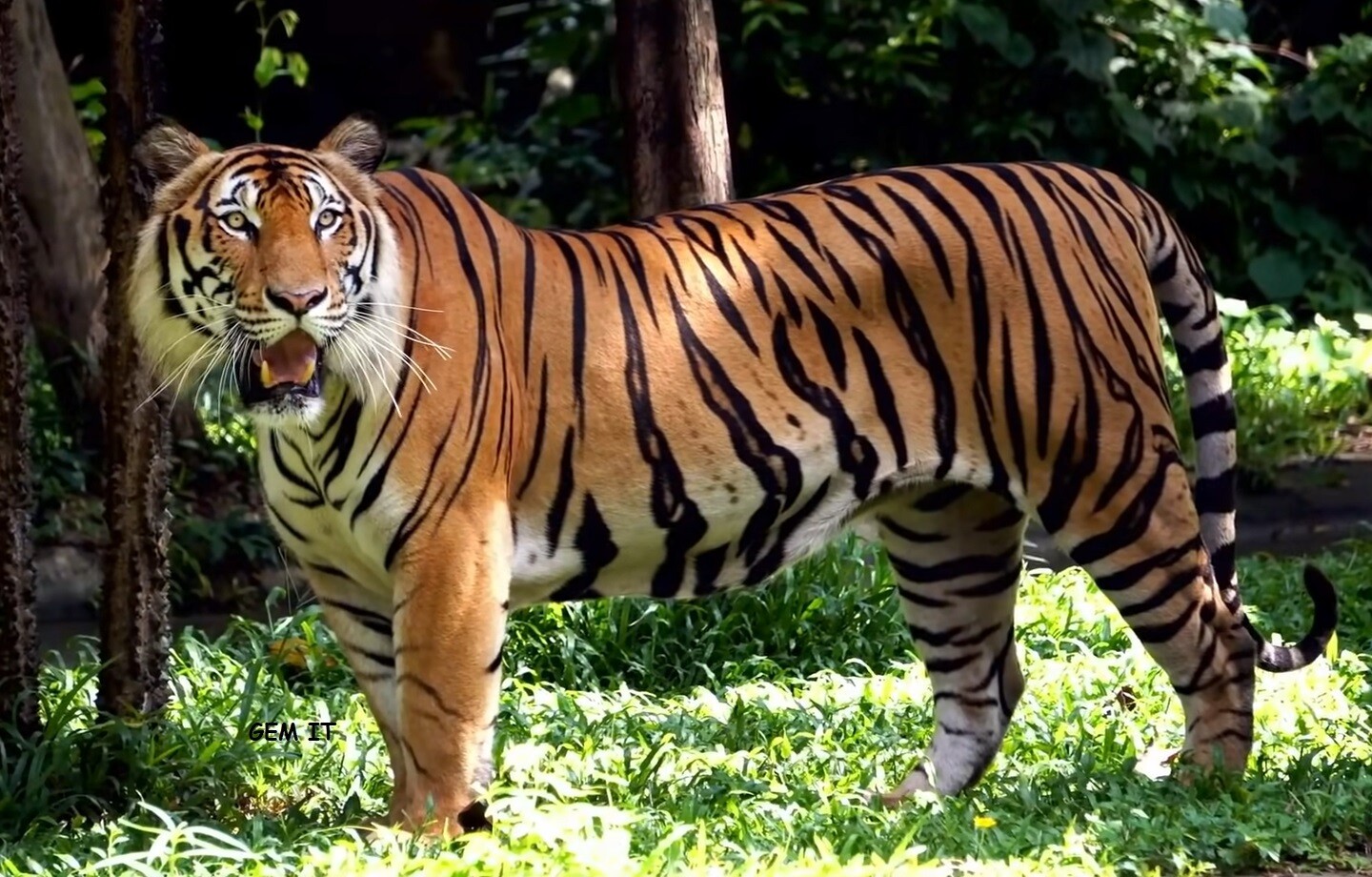 TIGER 4 (exclusive to Gem It) - Full Drill Diamond Painting - Specially ordered for you. Delivery is approximately 4 - 6 weeks.