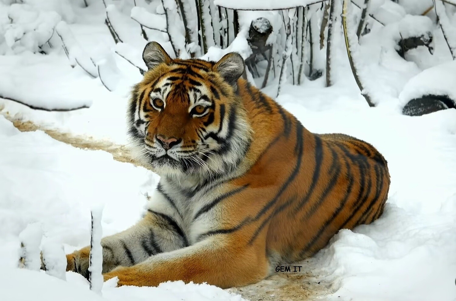 TIGER 5 (exclusive to Gem It) - Full Drill Diamond Painting - Specially ordered for you. Delivery is approximately 4 - 6 weeks.