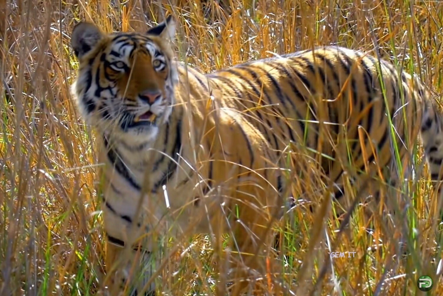 TIGER IN THE GRASS (exclusive to Gem It) - Full Drill Diamond Painting - Specially ordered for you. Delivery is approximately 4 - 6 weeks.