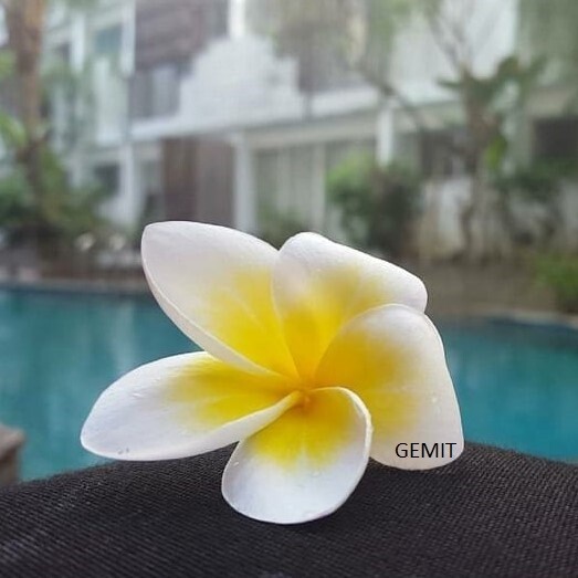 Frangipani By Nicole (exclusive to Gem It) - Full Drill Diamond Painting - Specially ordered for you.  Delivery is approximately 4-6 weeks