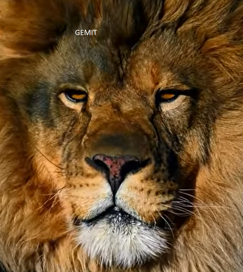 Lion close up face By Alison - Full Drill Diamond Painting - Specially ordered for you.  Delivery is approximately 4-6 weeks