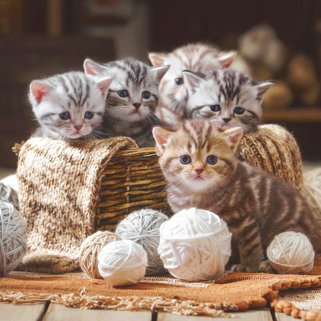 5 Little Kittens By Alison - Full Drill Diamond Painting - Specially ordered for you. Delivery is approximately 4-6 weeks