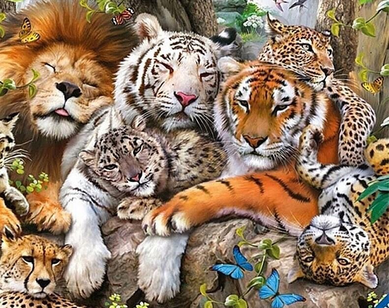 All the Big Cats  - 60 x 90cm - Full Drill (Round) Diamond Painting Kit - Currently in stock