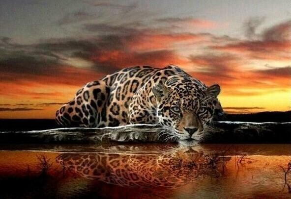 Leopard at Sunset - 50 x 70cm - Full Drill (SQUARE), Diamond Painting Kit - Currently in stock