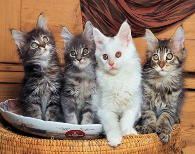 4 Cats in a Basket - Full Drill Diamond Painting - Specially ordered for you. Delivery is approximately 4 - 6 weeks.