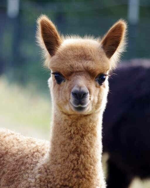 Alpaca - Full Drill Diamond Painting - Specially ordered for you. Delivery is approximately 4 - 6 weeks.