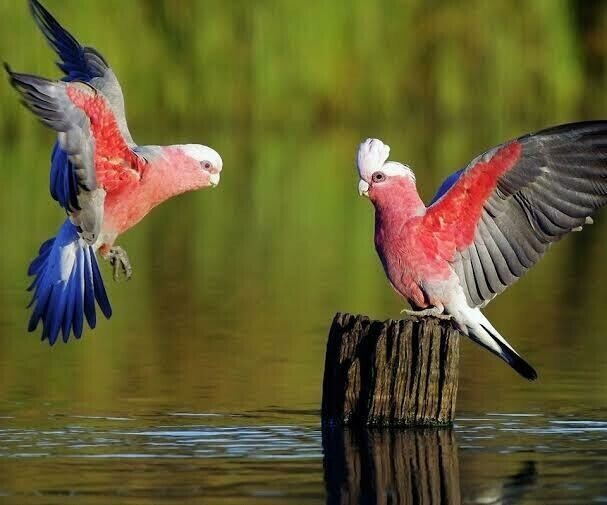 Aussie Birds - Full Drill Diamond Painting - Specially ordered for you. Delivery is approximately 4 - 6 weeks.