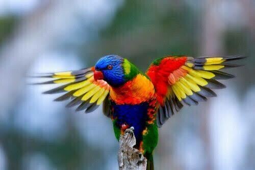 Aussie Birds 06 - Full Drill Diamond Painting - Specially ordered for you. Delivery is approximately 4 - 6 weeks.
